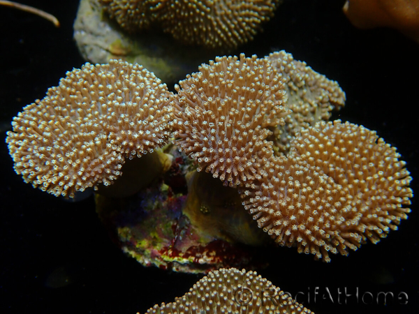 WYSIWYG Sarcophyton elegans Giallo ultra Fidji
