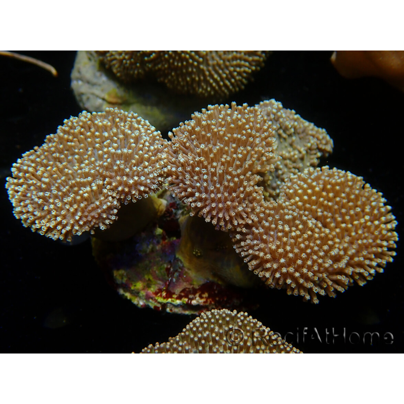 WYSIWYG Sarcophyton sp 15