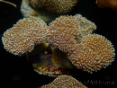 WYSIWYG Sarcophyton elegans Yellow ultra Fidji