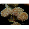 WYSIWYG Sarcophyton elegans Amarillo ultra Fidji