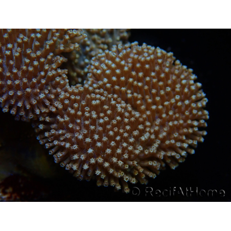WYSIWYG Sarcophyton elegans Yellow ultra Fidji