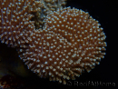 WYSIWYG Sarcophyton elegans Giallo ultra Fidji