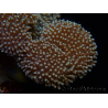 WYSIWYG Sarcophyton elegans Yellow ultra Fiji