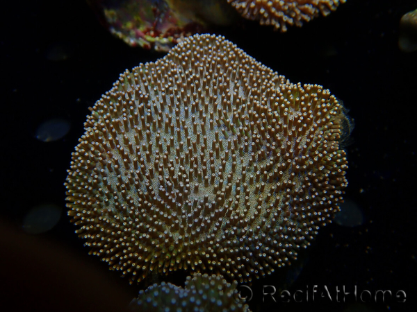 WYSIWYG Sarcophyton sp 16