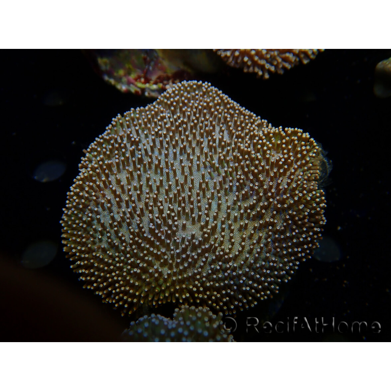 WYSIWYG Sarcophyton
