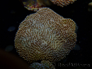 WYSIWYG Sarcophyton