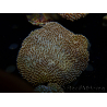 WYSIWYG Sarcophyton sp 16