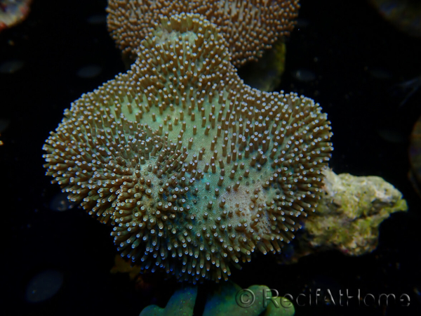 WYSIWYG Sarcophyton sp/Rhodactis sp Fire Forest