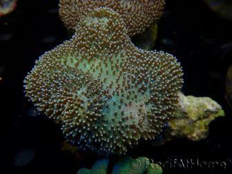 WYSIWYG Sarcophyton sp/Rhodactis sp Fire Forest