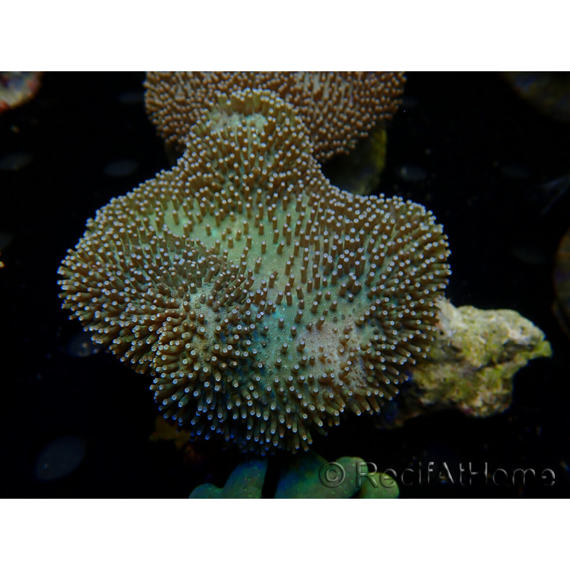 WYSIWYG Sarcophyton sp/Rhodactis sp Fire Forest