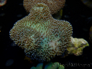 WYSIWYG Sarcophyton sp/Rhodactis sp Fire Forest