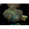 WYSIWYG Sarcophyton sp/Rhodactis sp Fire Forest