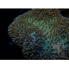 WYSIWYG Sarcophyton sp/Rhodactis sp Fire Forest