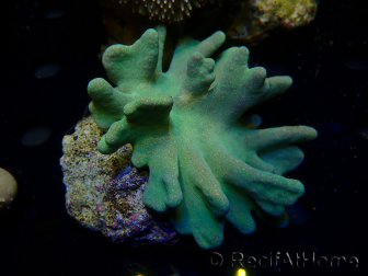 WYSIWYG Lobophyton sp 19