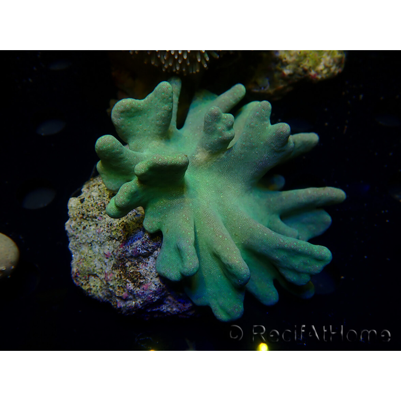 WYSIWYG Lobophyton