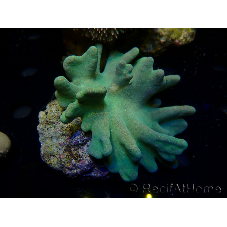 WYSIWYG Lobophyton