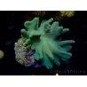 WYSIWYG Lobophyton