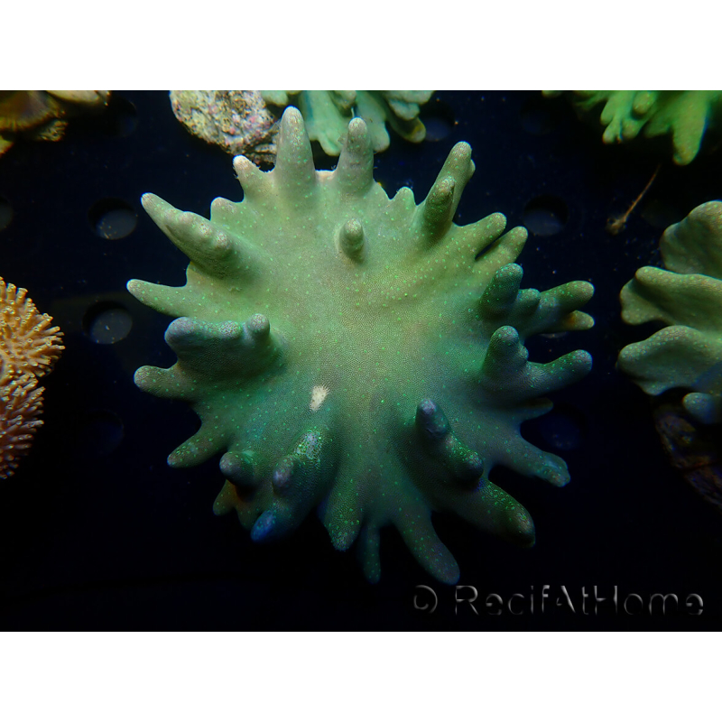 WYSIWYG Lobophyton sp 20