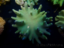 WYSIWYG Lobophyton