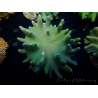 WYSIWYG Lobophyton