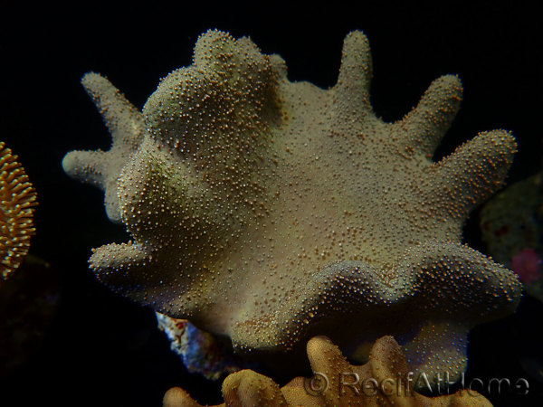 WYSIWYG Lobophyton