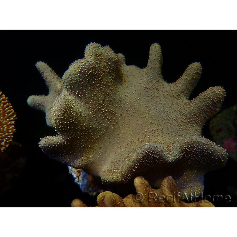 WYSIWYG Lobophyton