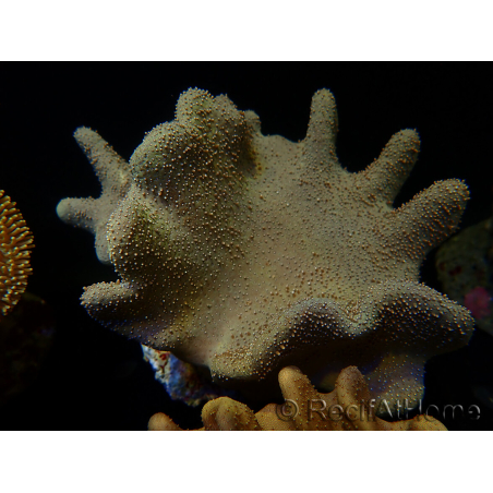 WYSIWYG Lobophyton