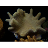 WYSIWYG Lobophyton