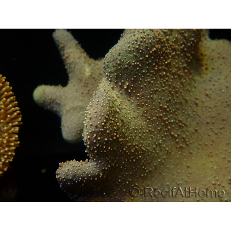 WYSIWYG Lobophyton