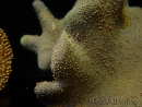 WYSIWYG Lobophyton sp 21