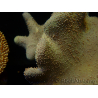 WYSIWYG Lobophyton