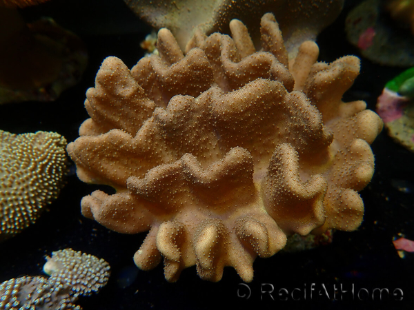 WYSIWYG Lobophyton sp 22