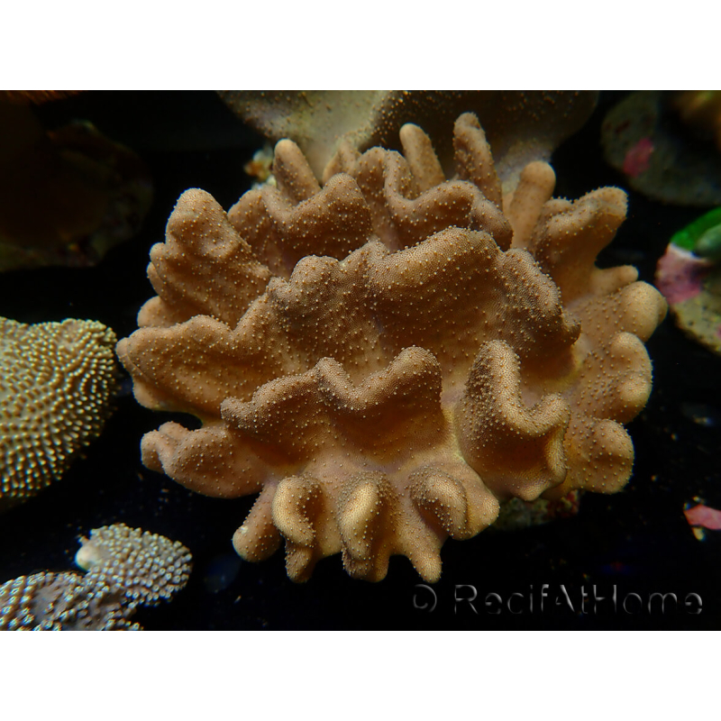 WYSIWYG Lobophyton
