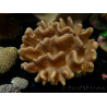 WYSIWYG Lobophyton