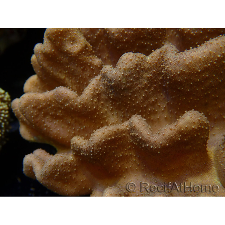 WYSIWYG Lobophyton sp 22