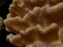 WYSIWYG Lobophyton