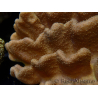 WYSIWYG Lobophyton
