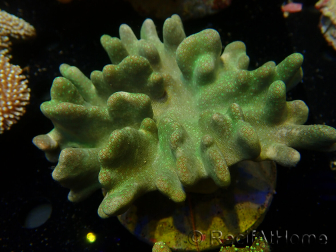 WYSIWYG Lobophyton sp 24