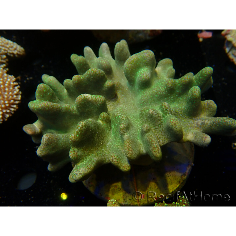 WYSIWYG Lobophyton