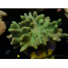 WYSIWYG Lobophyton