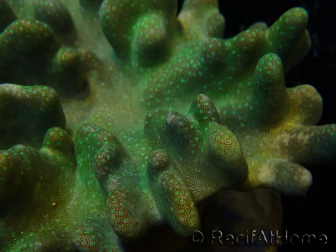 WYSIWYG Lobophyton