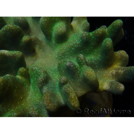 WYSIWYG Lobophyton
