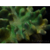 WYSIWYG Lobophyton