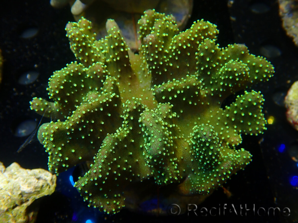 WYSIWYG Sarcophyton sp 25