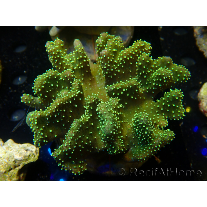 WYSIWYG Sarcophyton sp 25