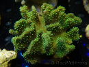WYSIWYG Sarcophyton