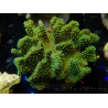 WYSIWYG Sarcophyton