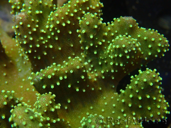 WYSIWYG Sarcophyton