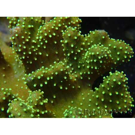 WYSIWYG Sarcophyton sp 25