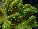 WYSIWYG Sarcophyton